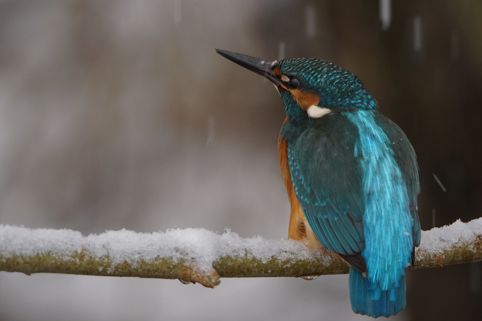 Eisvogel......