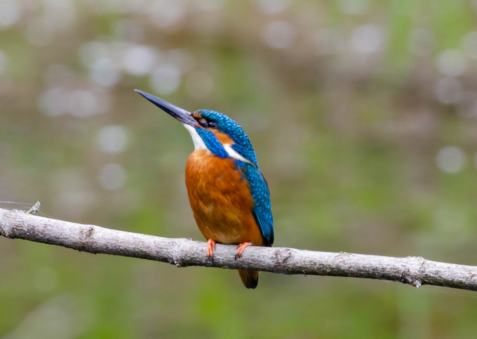 Eisvogel