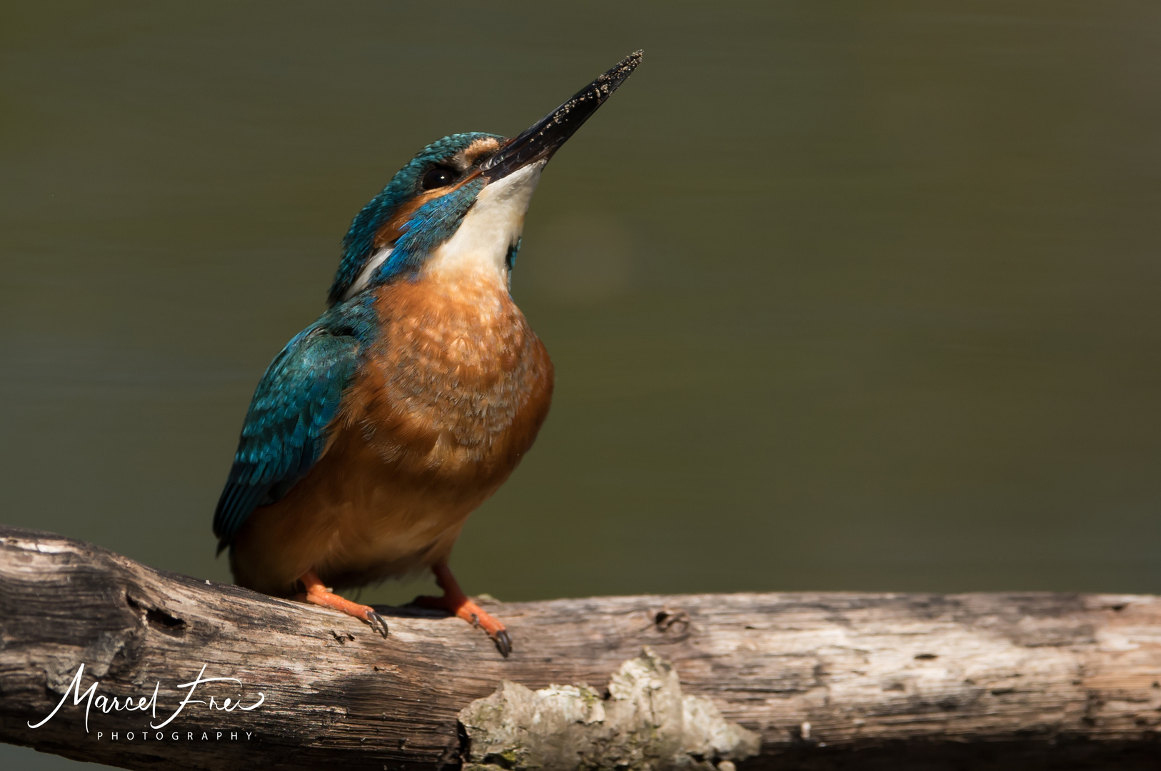 Eisvogel