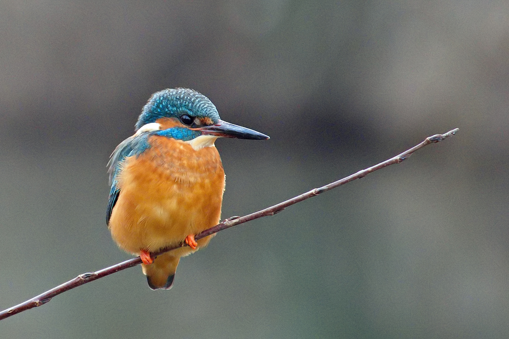 Eisvogel