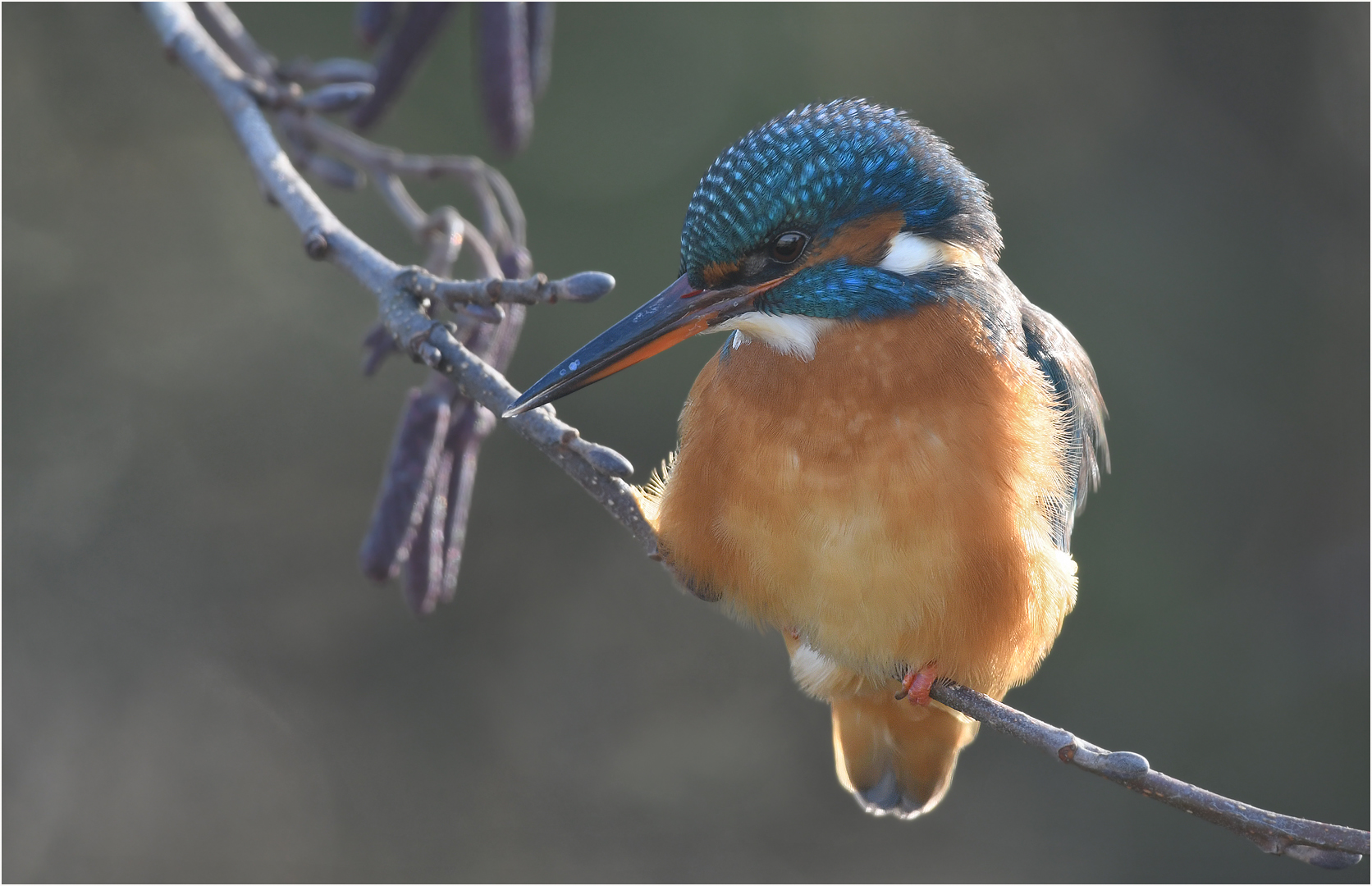 Eisvogel