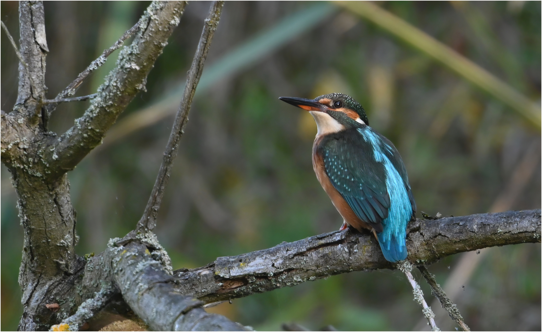 Eisvogel