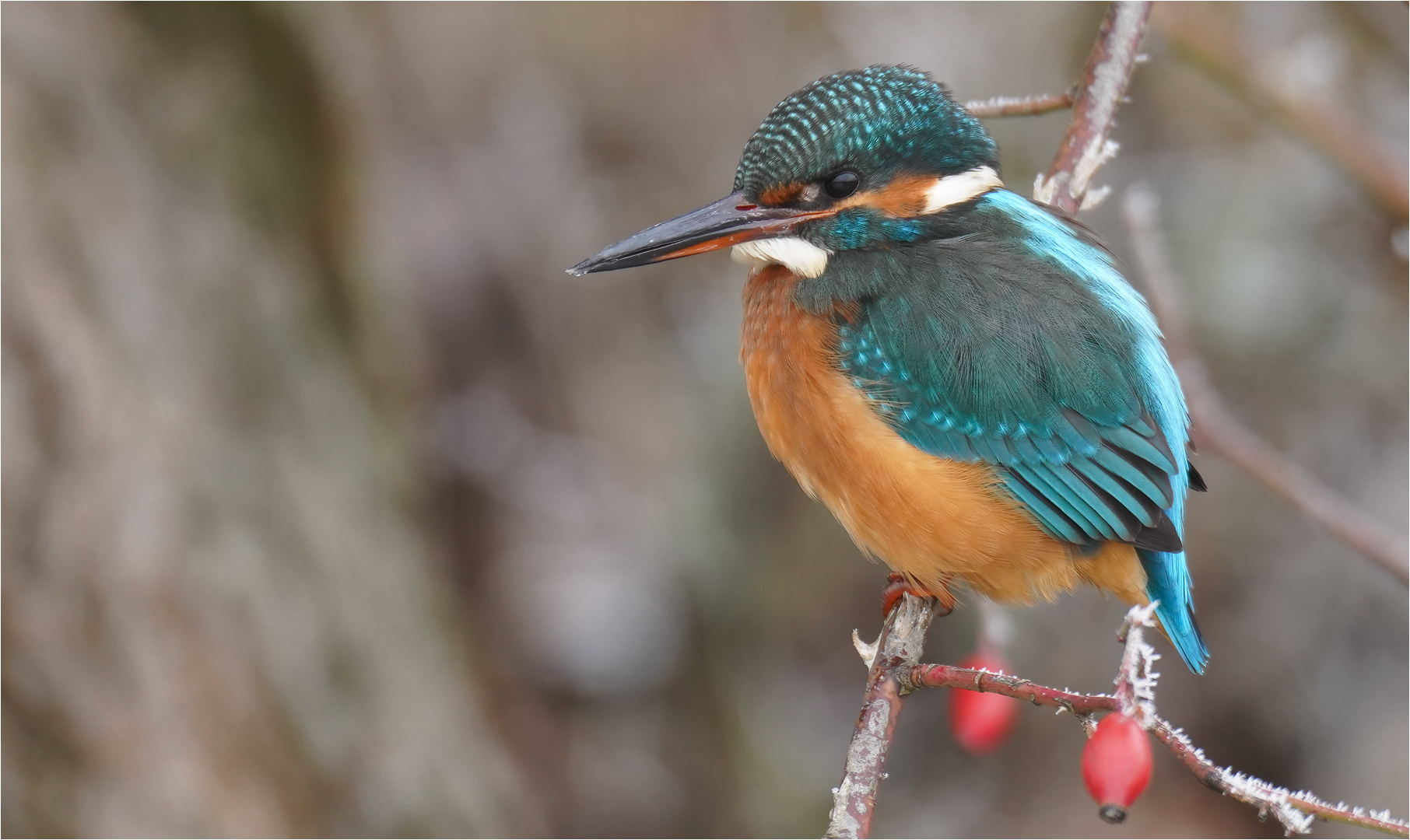 Eisvogel