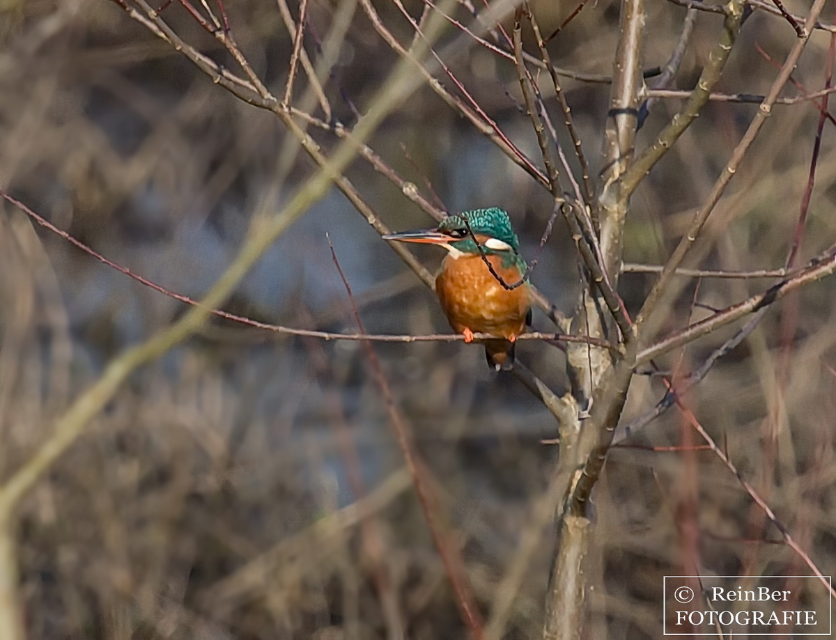 Eisvogel