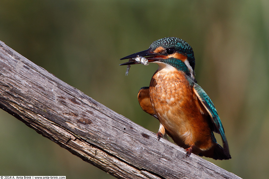 Eisvogel