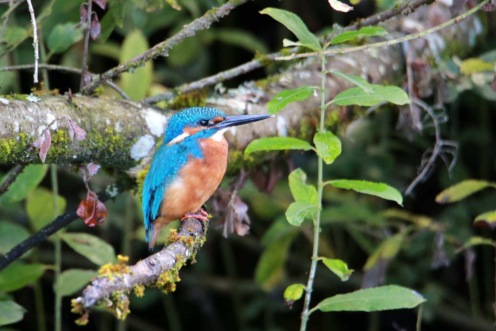 Eisvogel