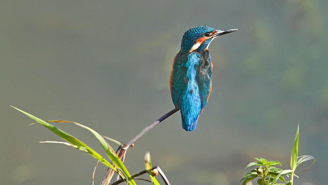 Eisvogel