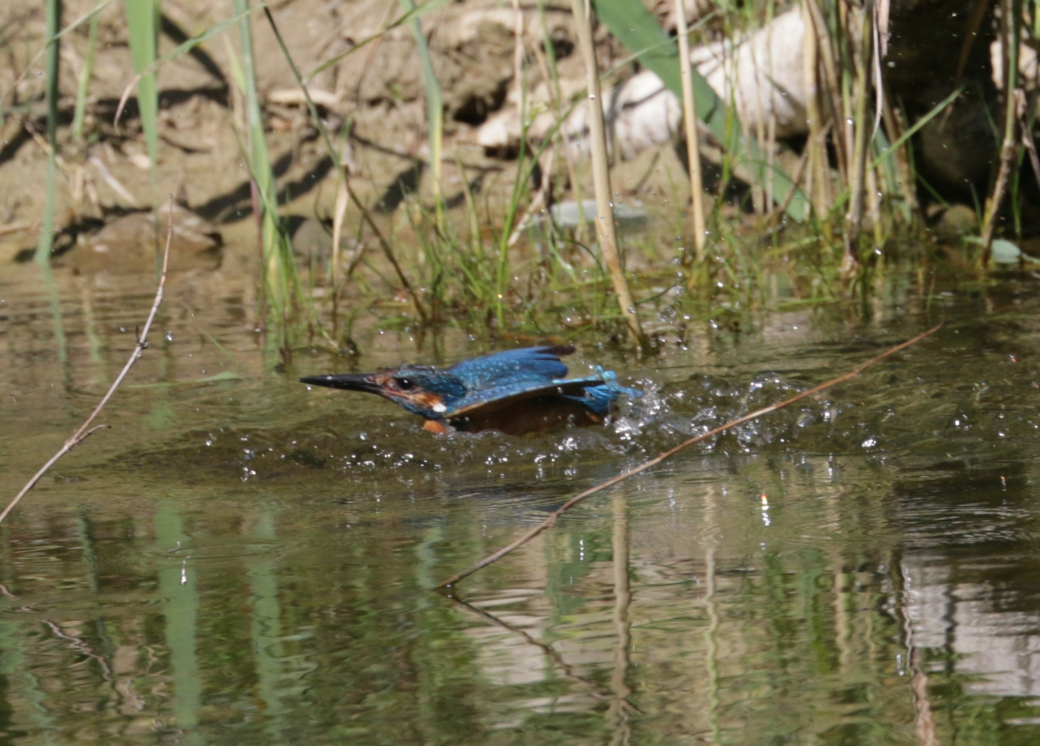 Eisvogel