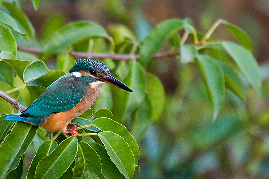 Eisvogel