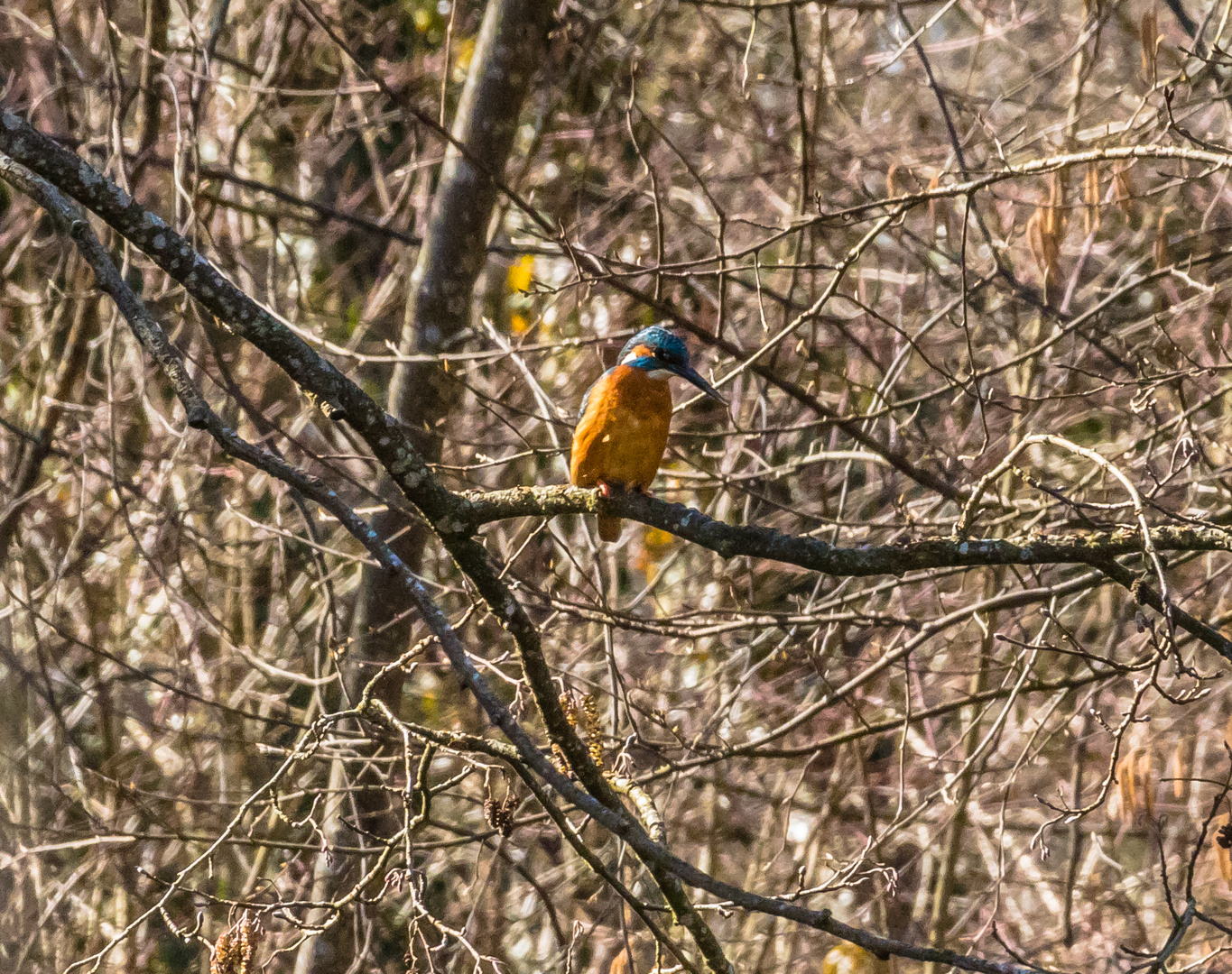 Eisvogel