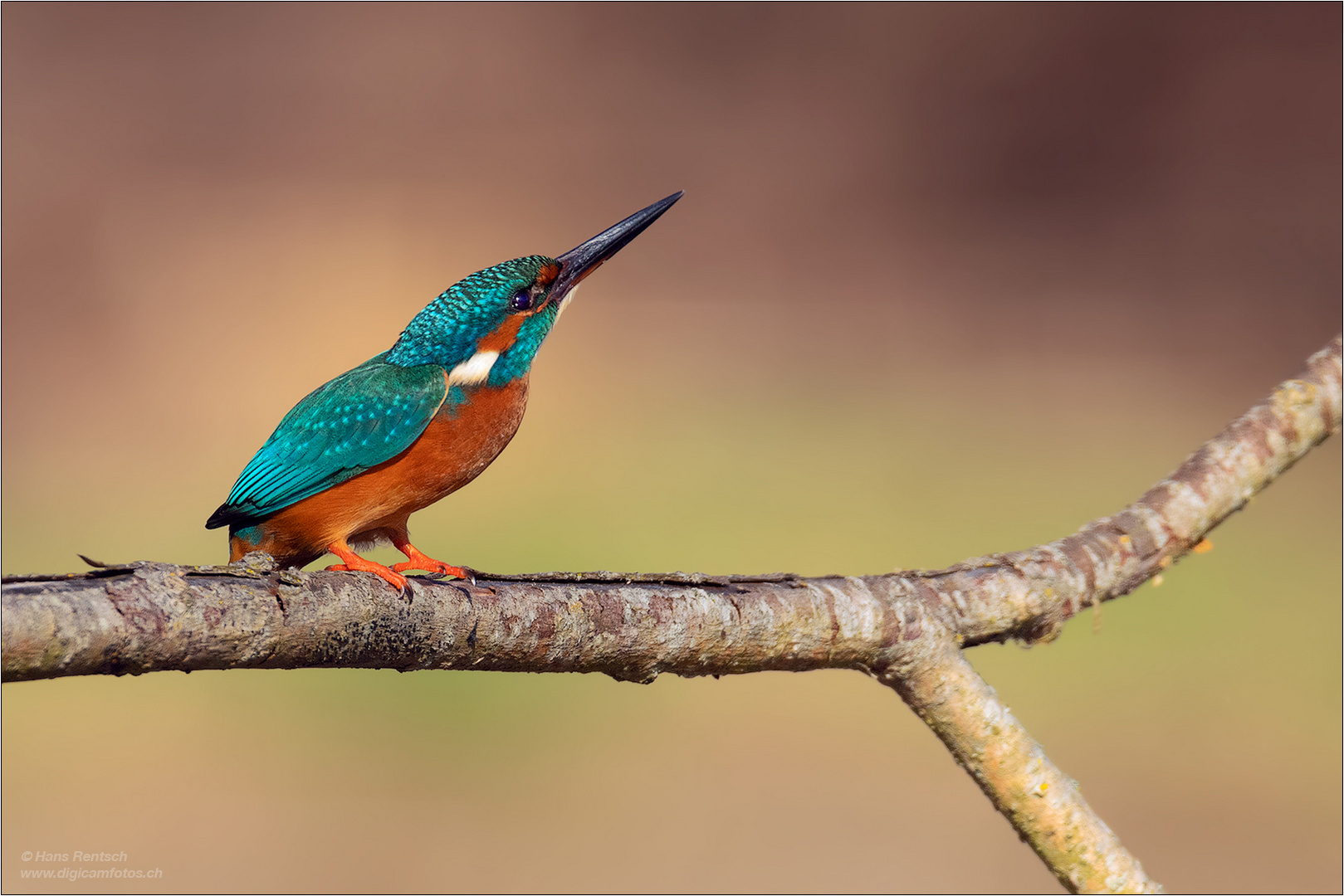 Eisvogel