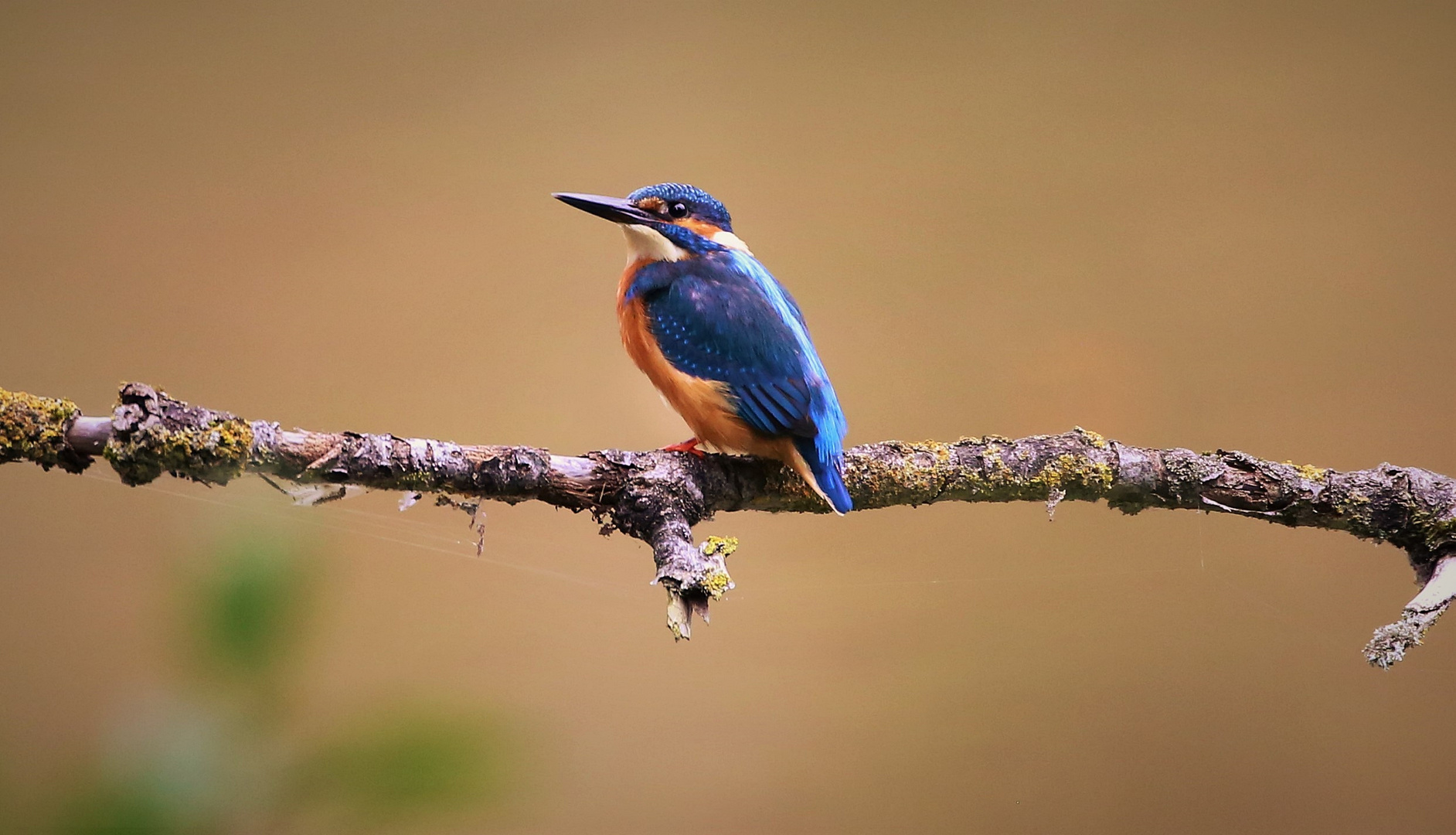 Eisvogel