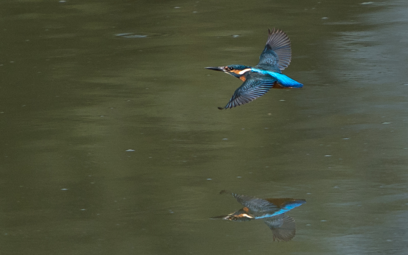 Eisvogel