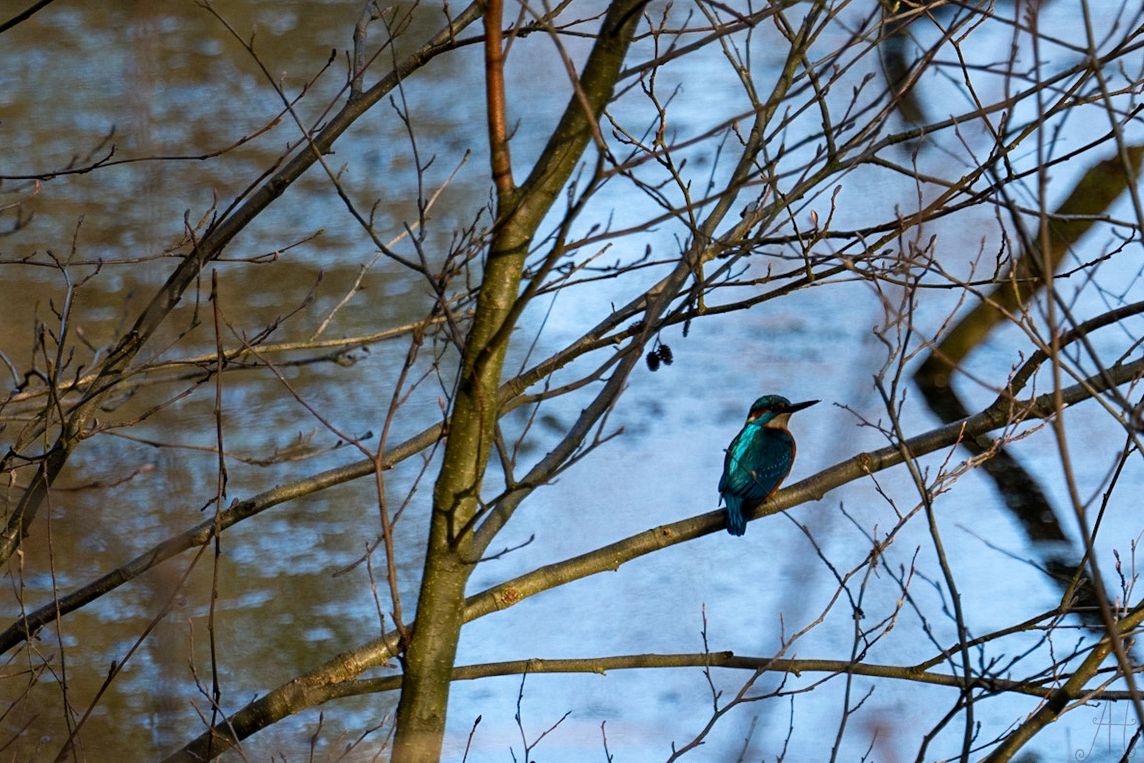 Eisvogel