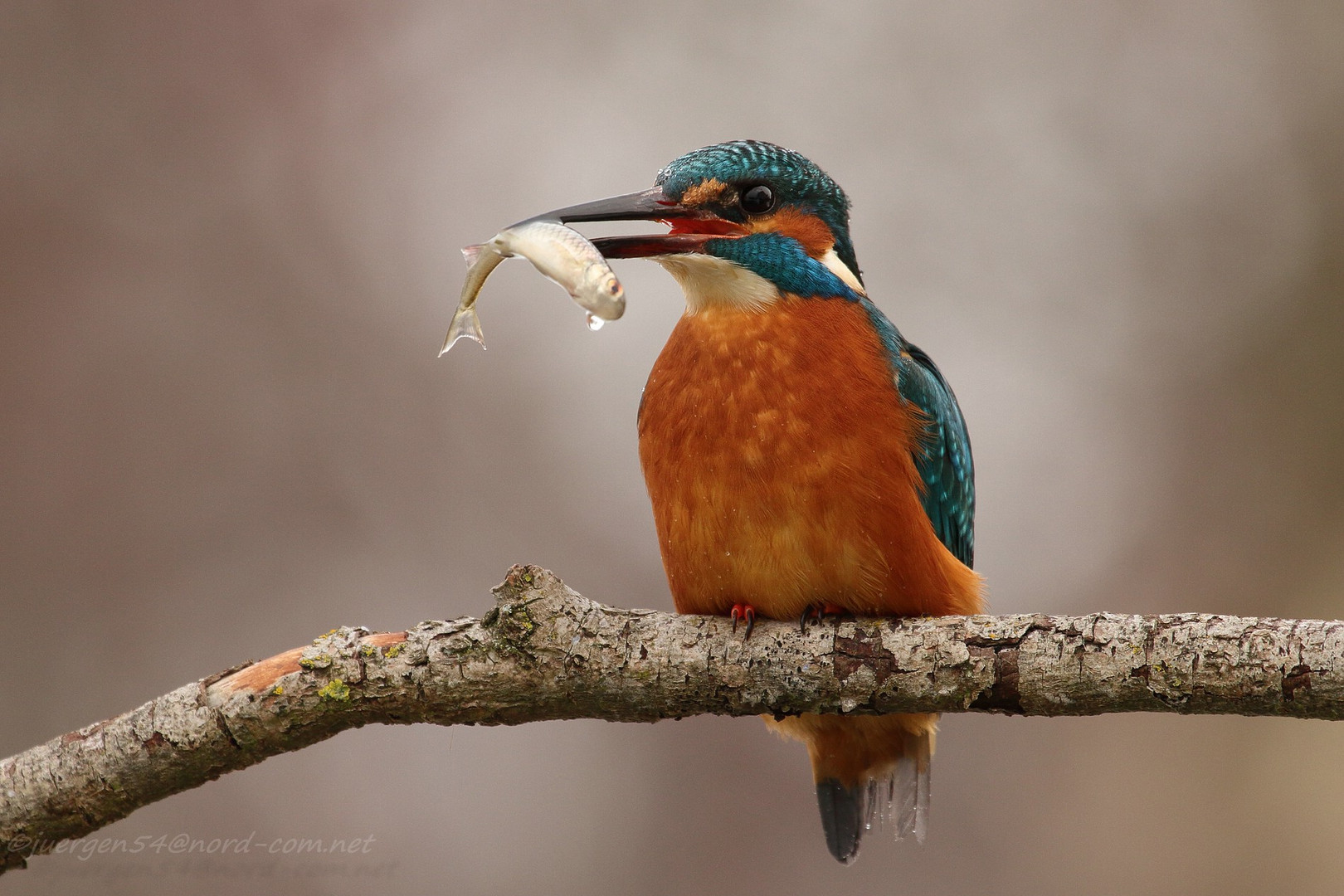 Eisvogel