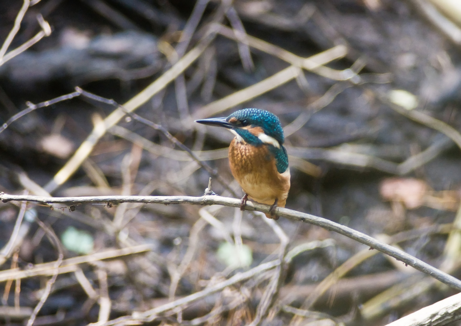 Eisvogel