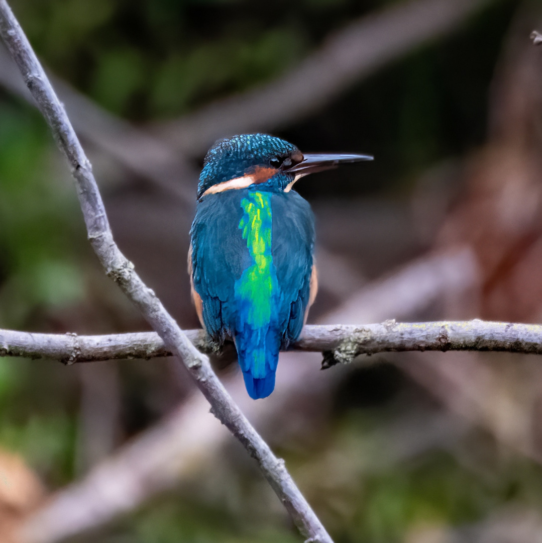 Eisvogel 