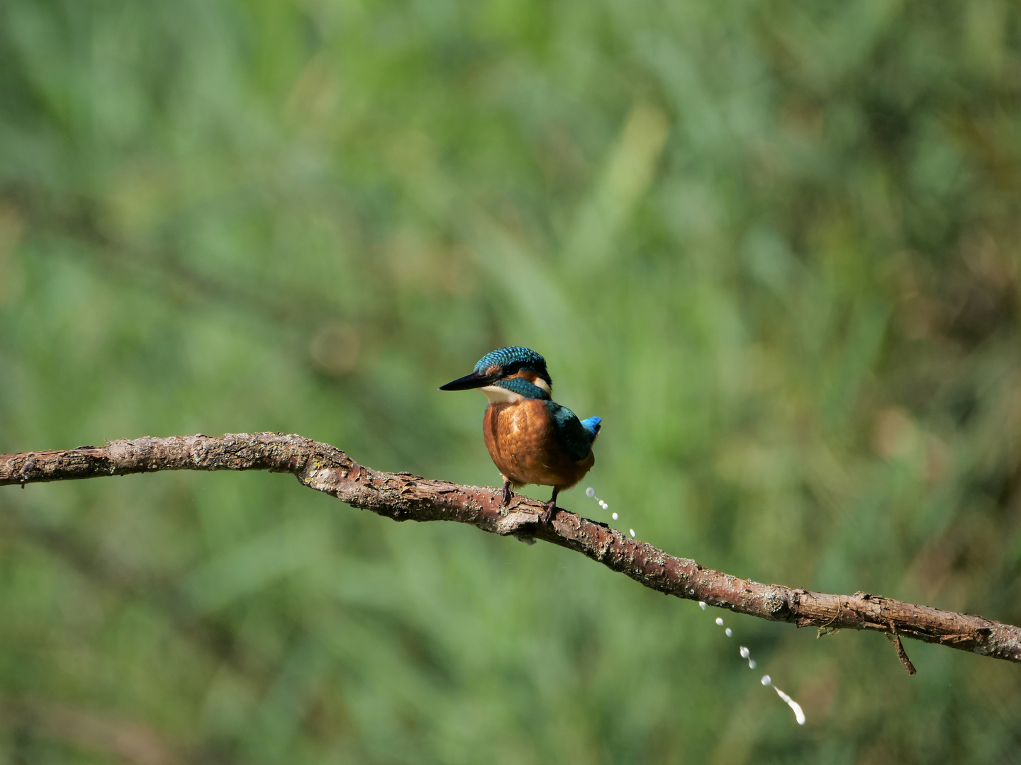 Eisvogel