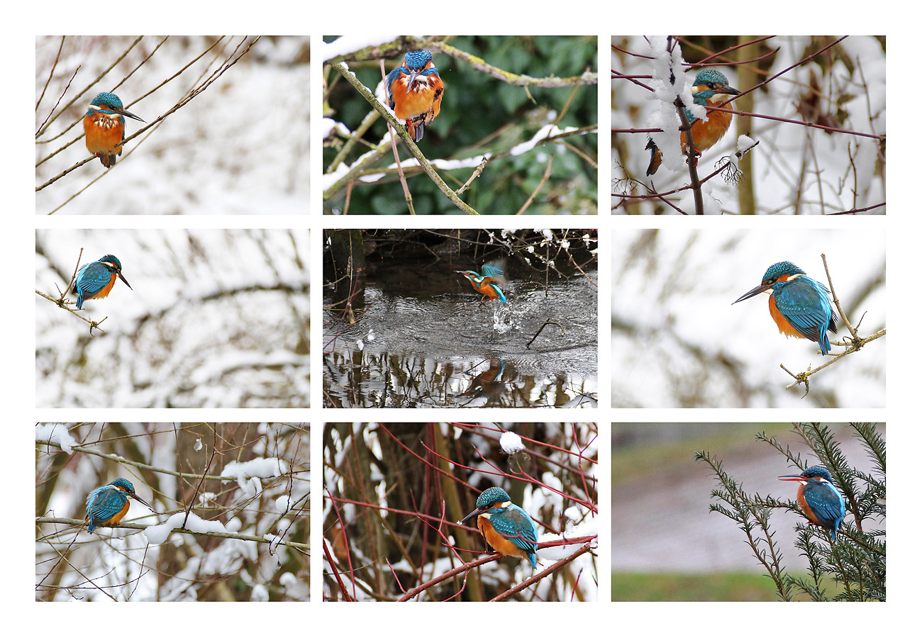 Eisvogel-Collage vom 07.01.2021