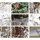 Eisvogel-Collage vom 07.01.2021