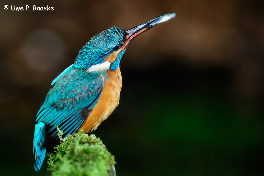 Eisvogel / Common Kingfisher (Alcedo atthis)