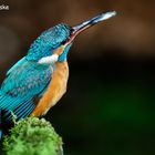 Eisvogel / Common Kingfisher (Alcedo atthis)