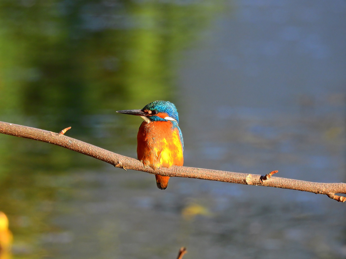 Eisvogel