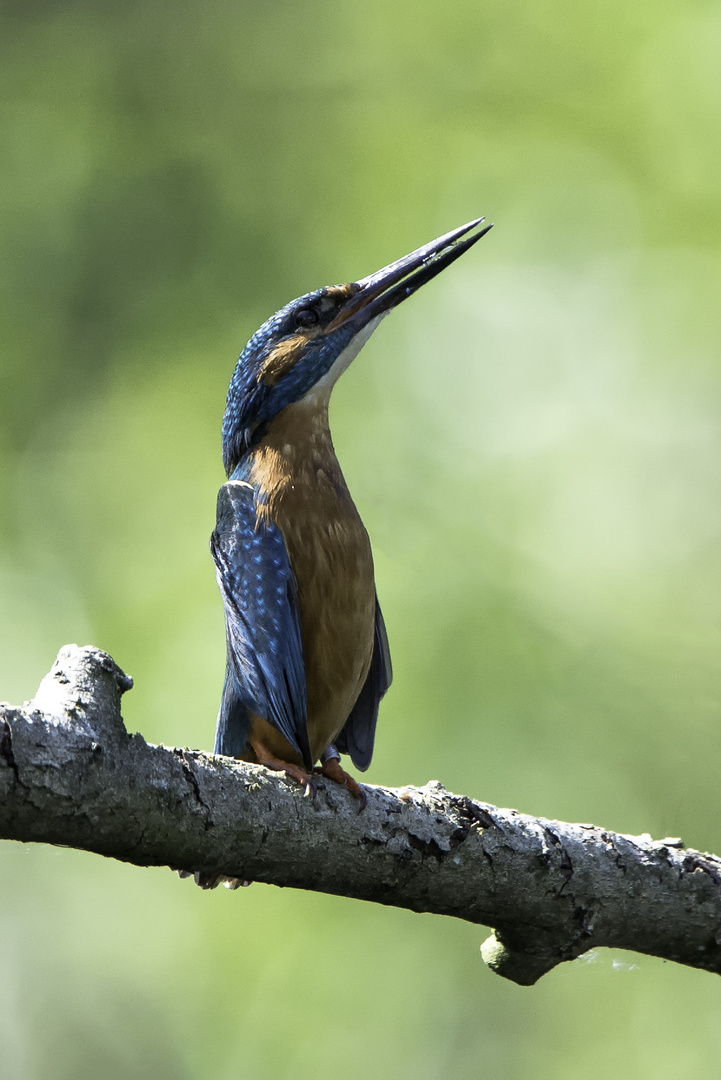 Eisvogel