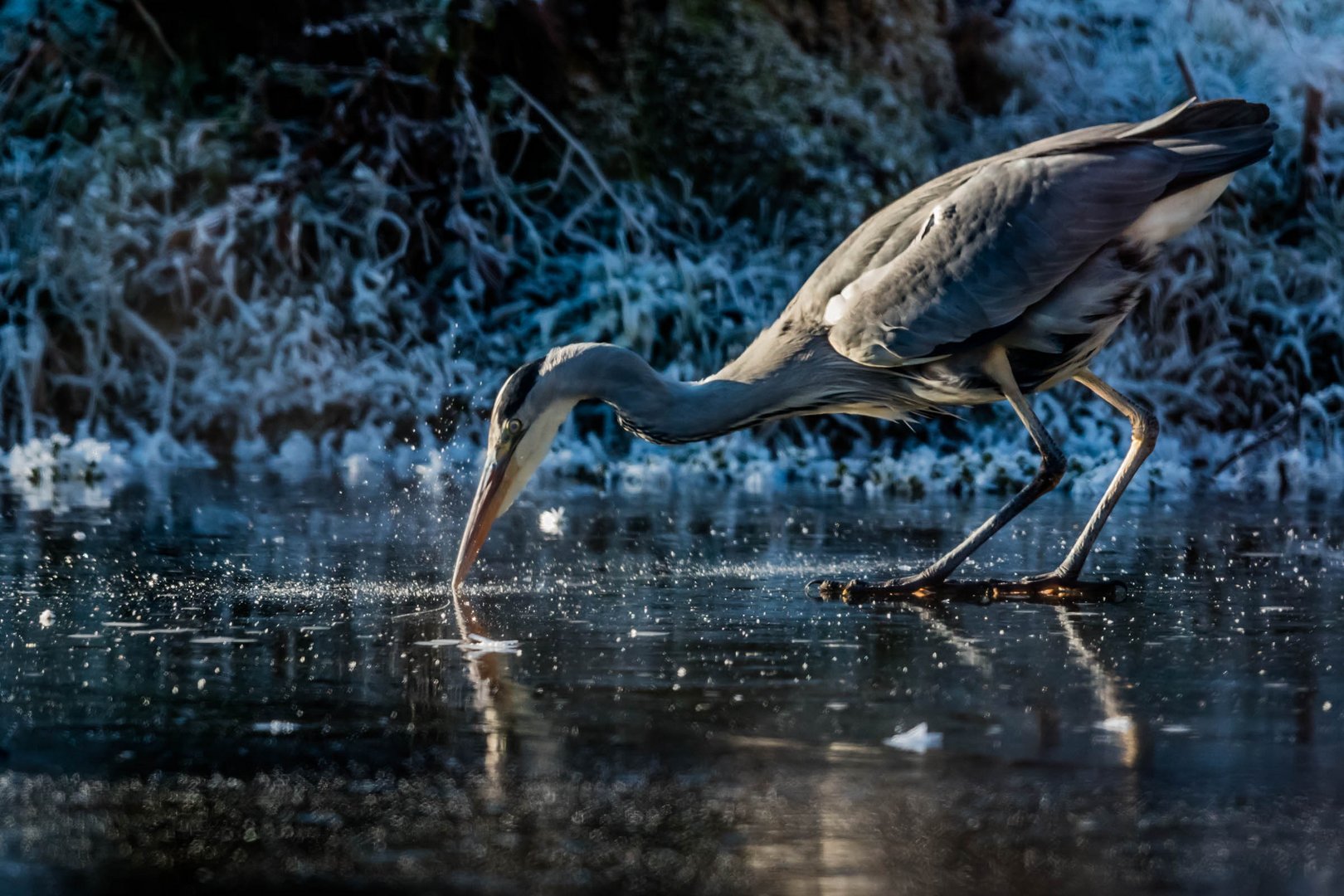 Eisvogel