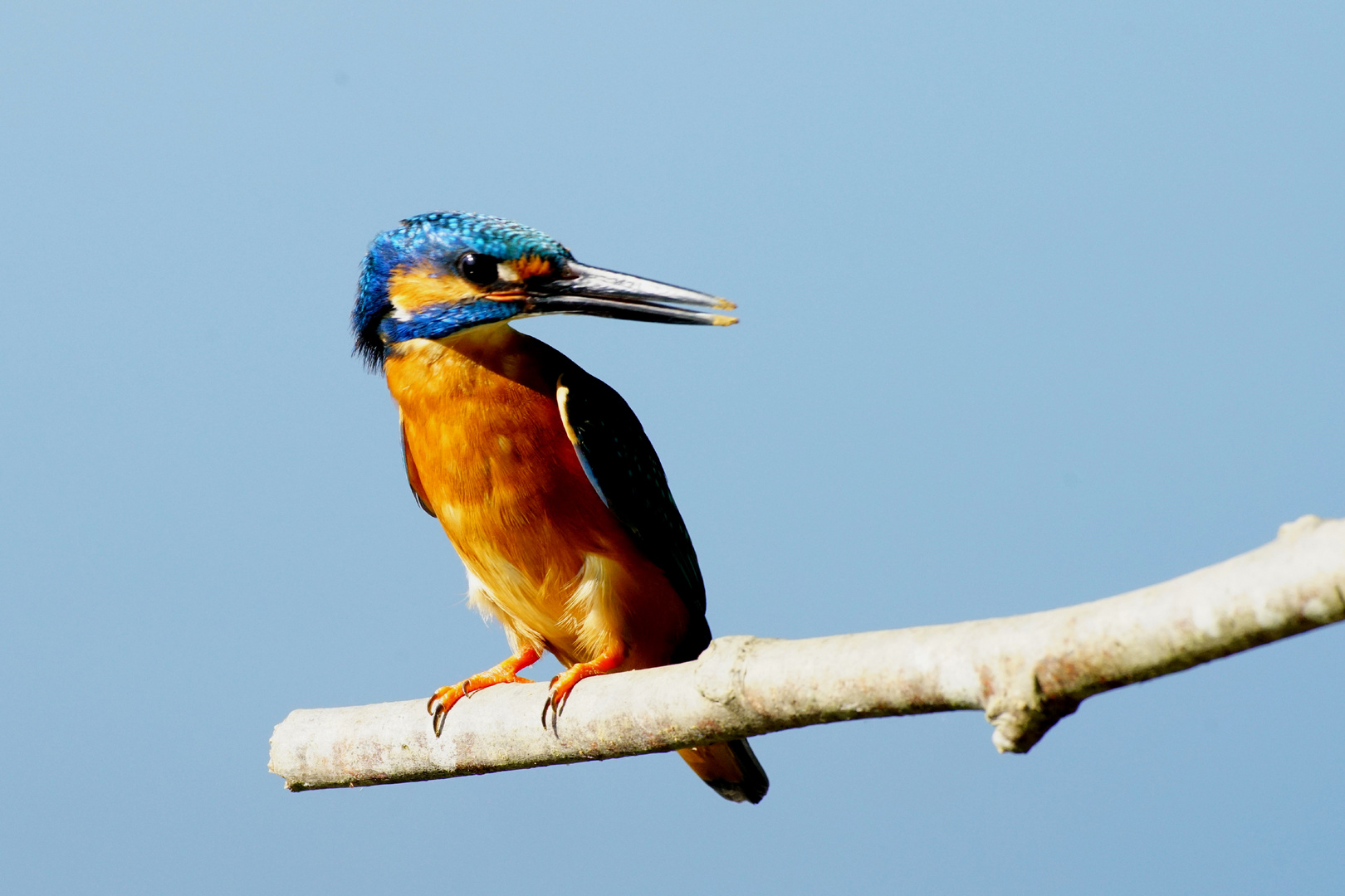 Eisvogel