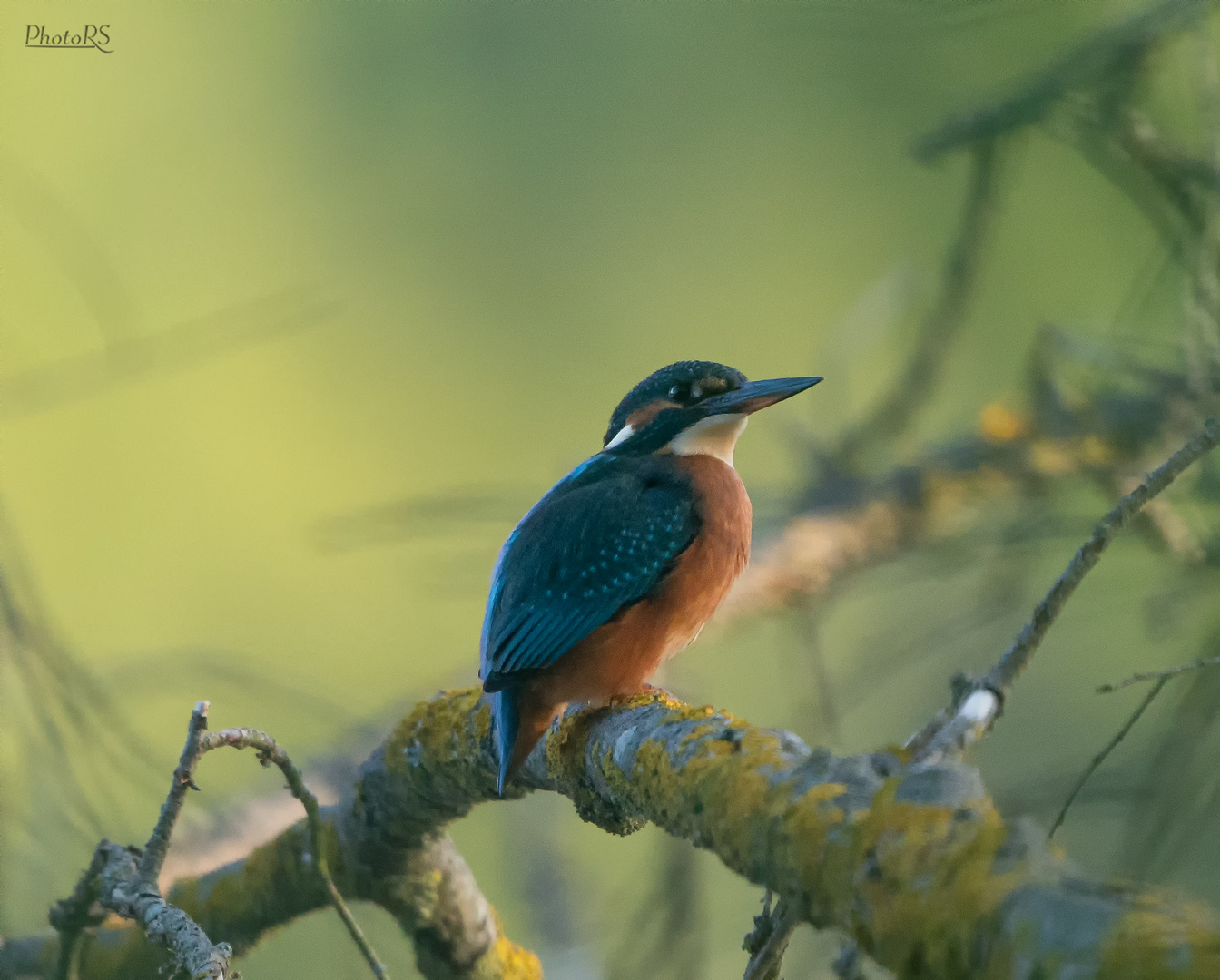 Eisvogel