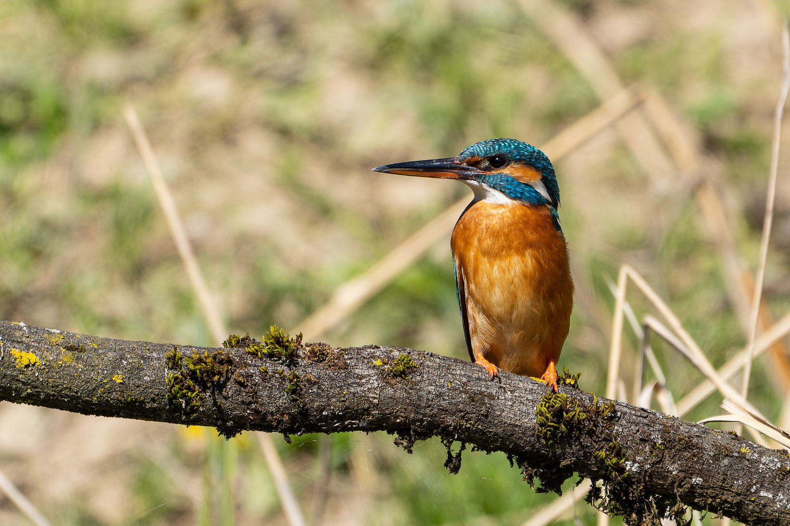 Eisvogel