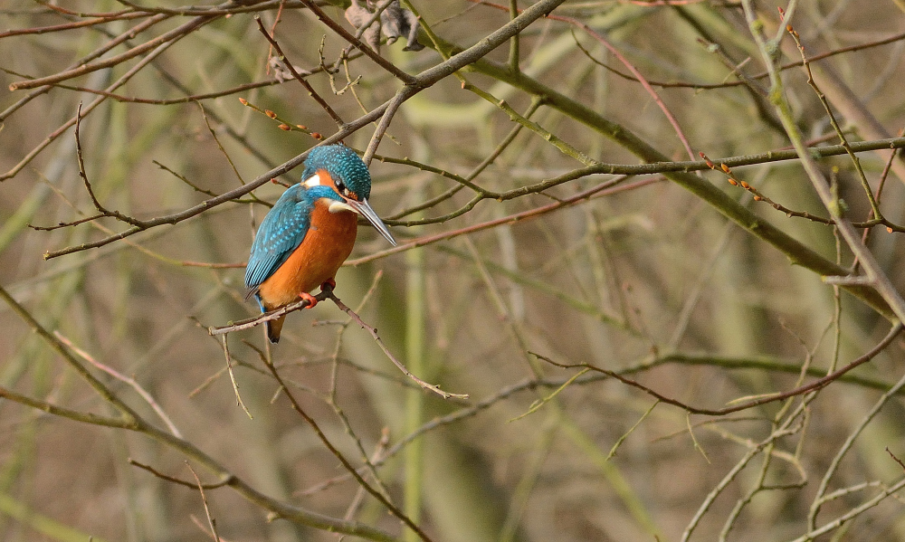 Eisvogel