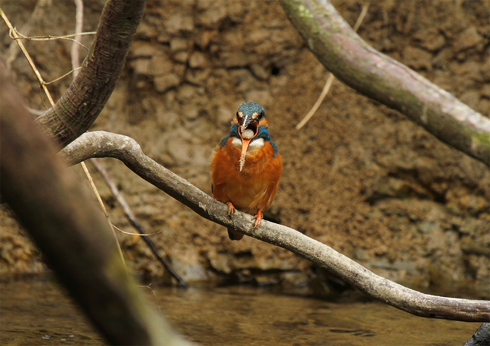 Eisvogel ...