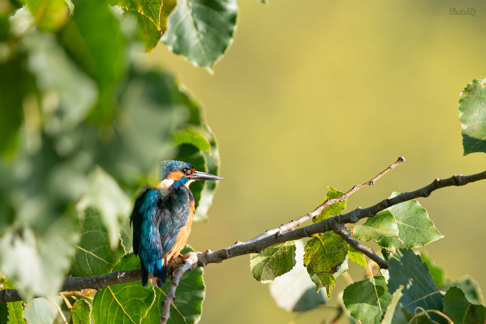 Eisvogel