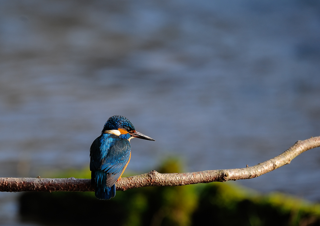 Eisvogel