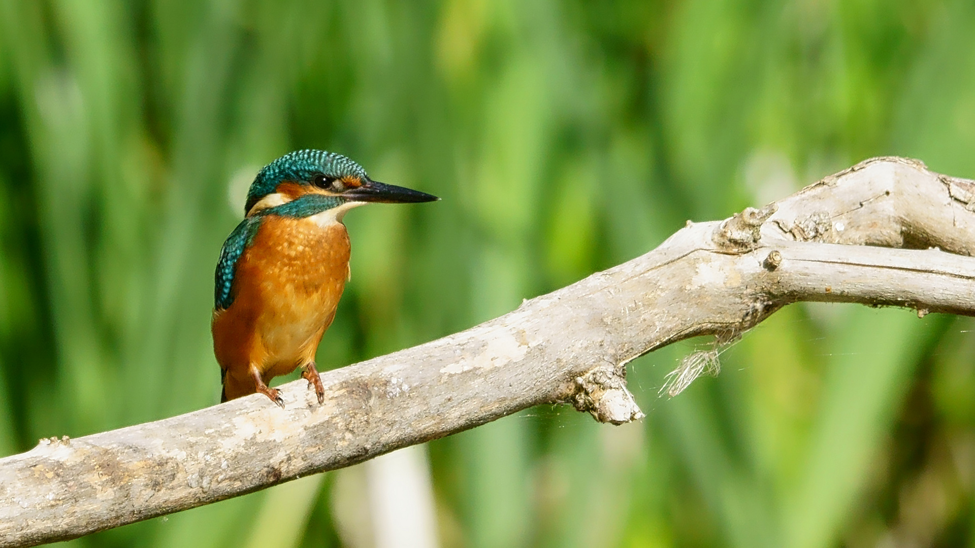 Eisvogel