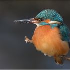 Eisvogel