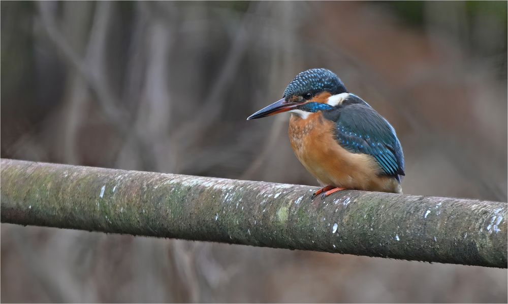 Eisvogel