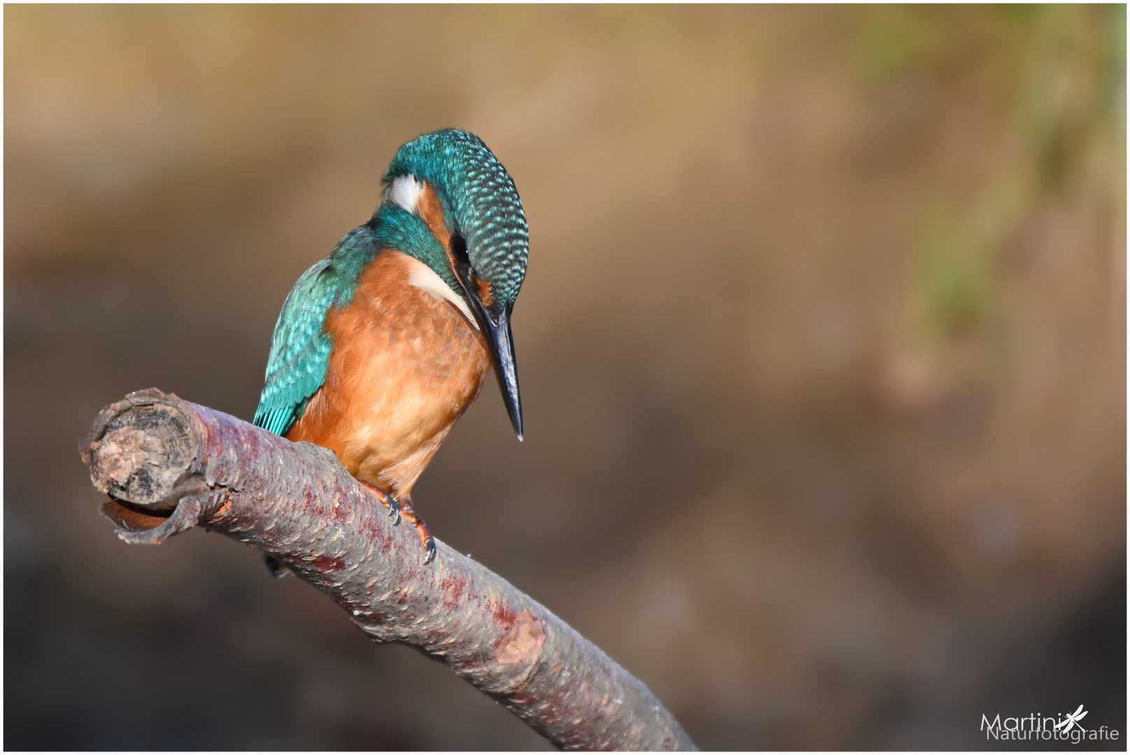 Eisvogel