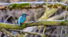 Eisvogel 