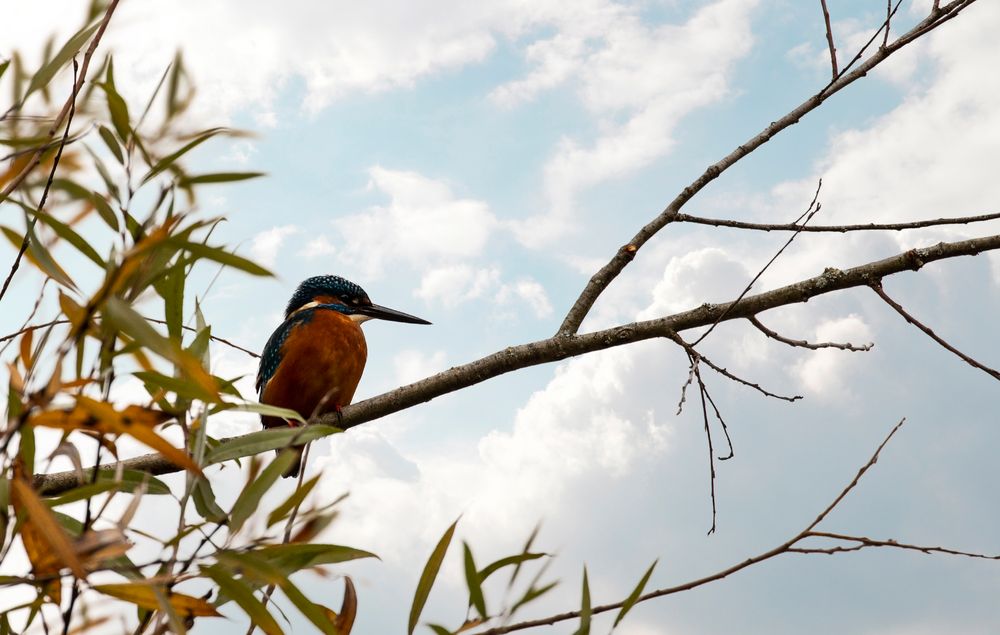 Eisvogel