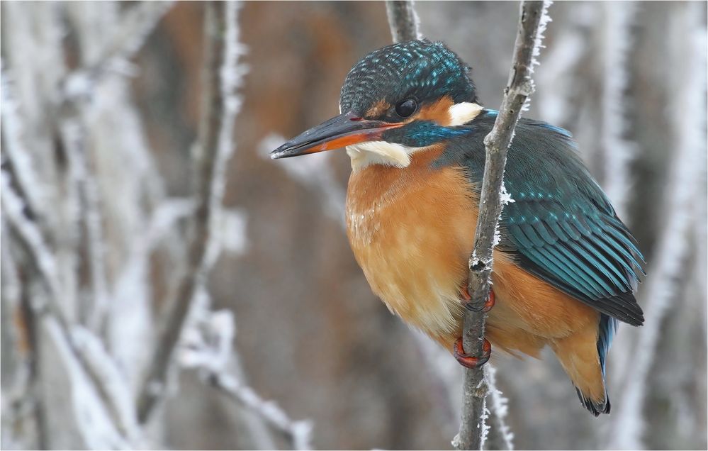 Eisvogel