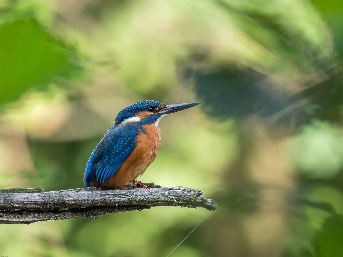 Eisvogel