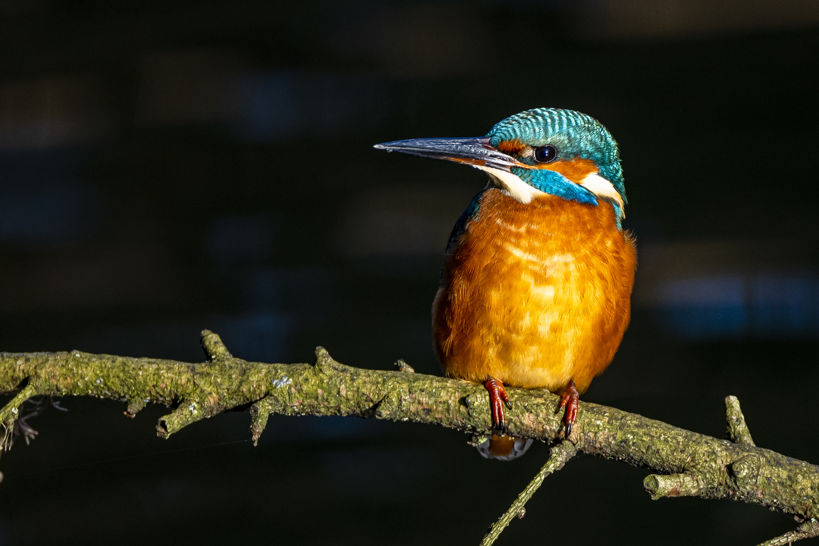 Eisvogel