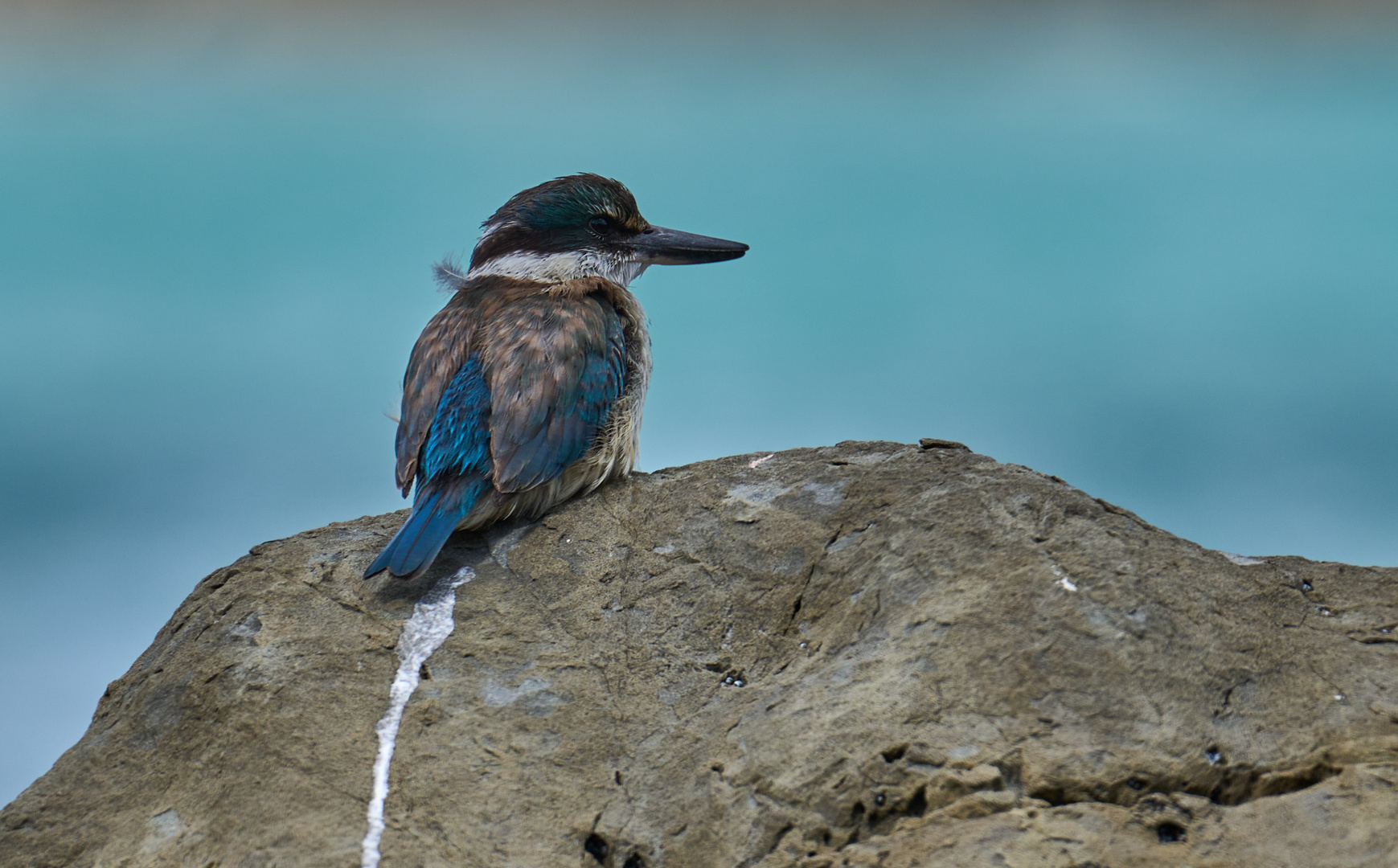 Eisvogel