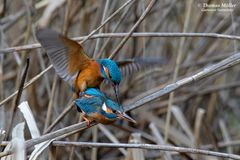 Eisvogel