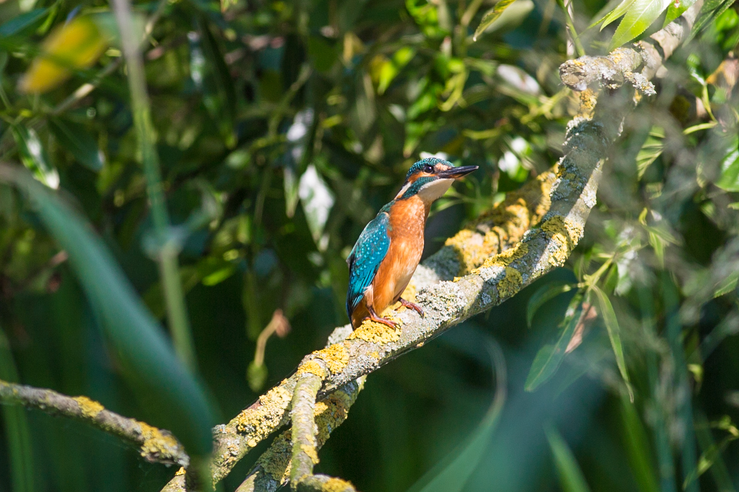 Eisvogel