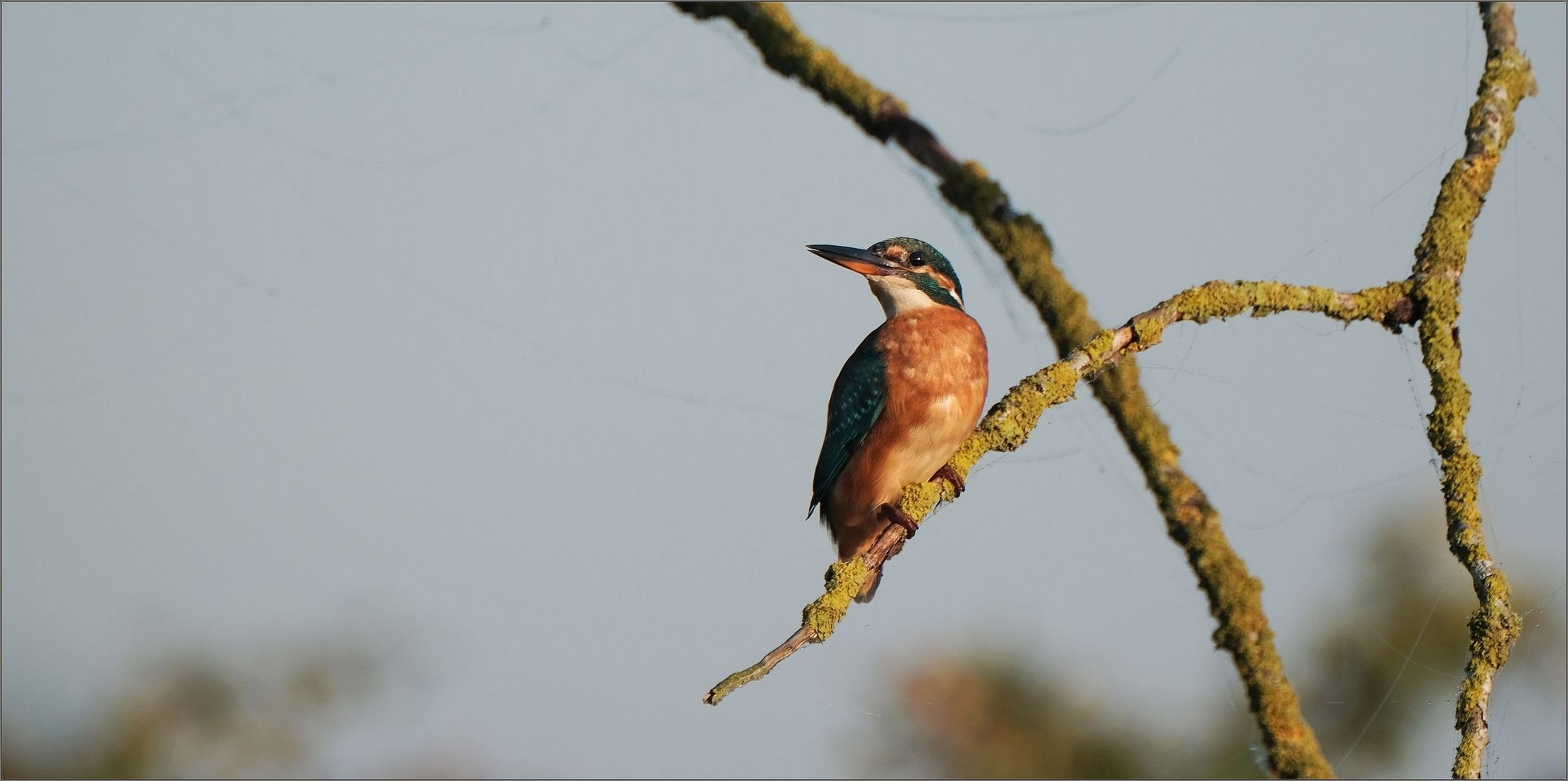 eisvogel