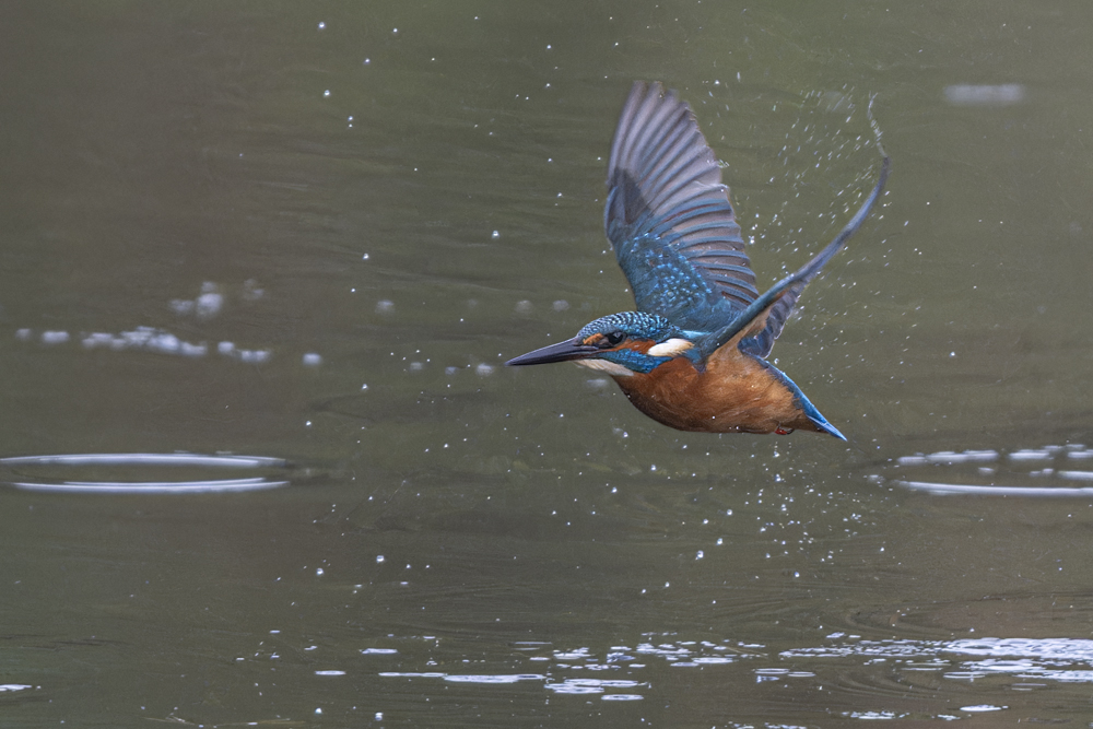 Eisvogel